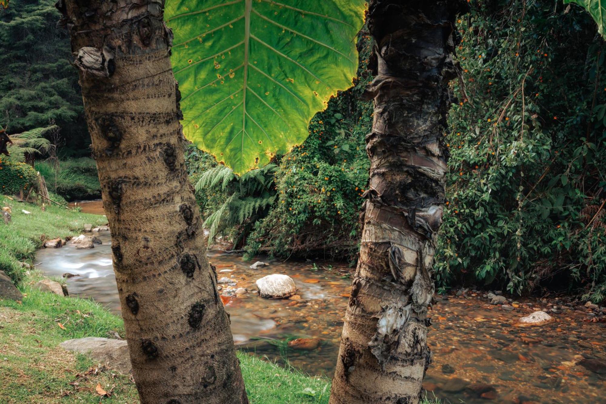 Bubblesky Glamping 15 Min From Medellin Hotel Rionegro Luaran gambar